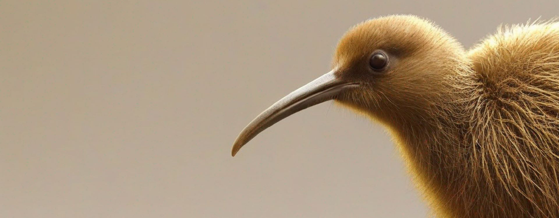 Kiwi in Gold